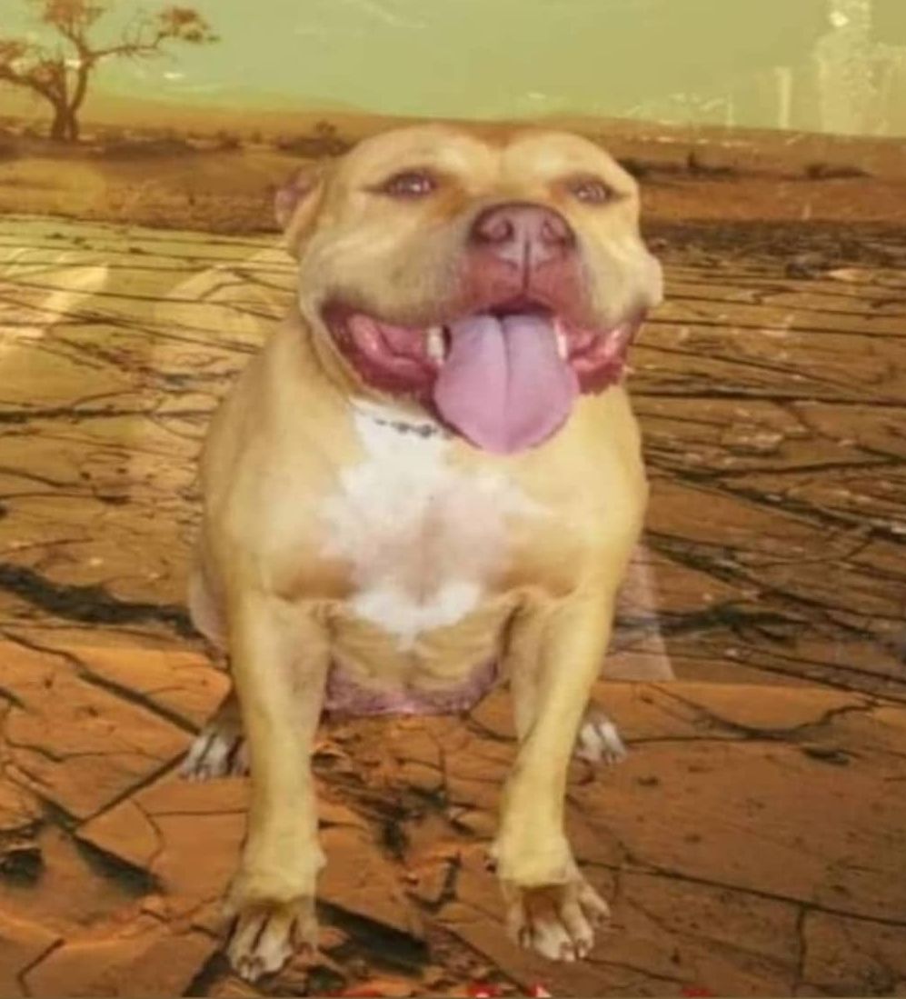 Photo of the dog