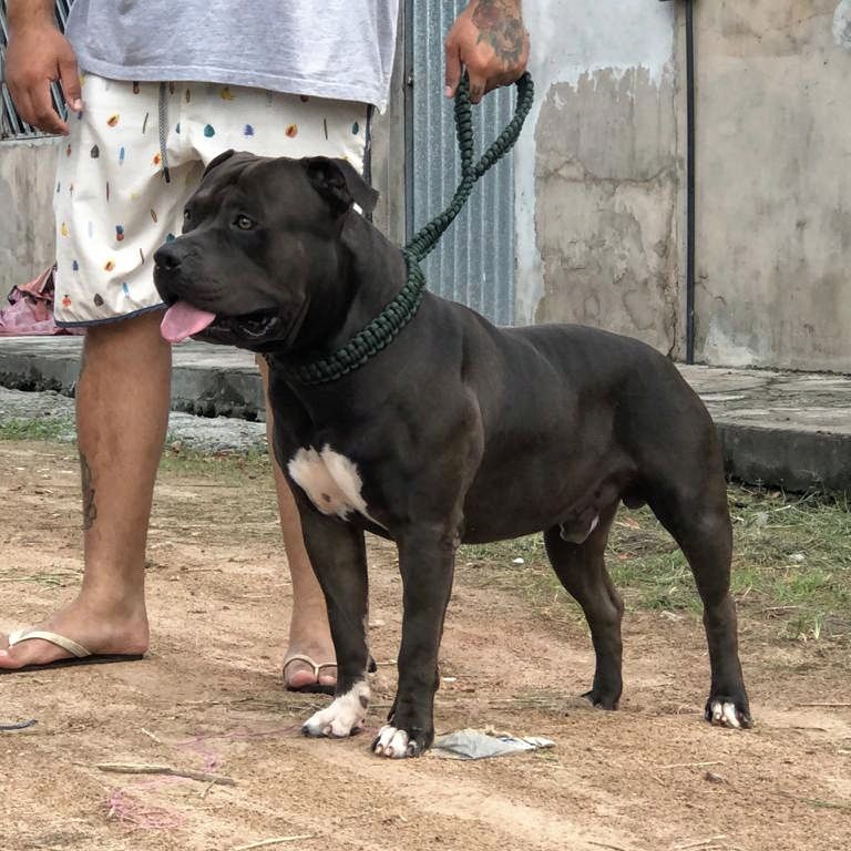 Photo of the dog