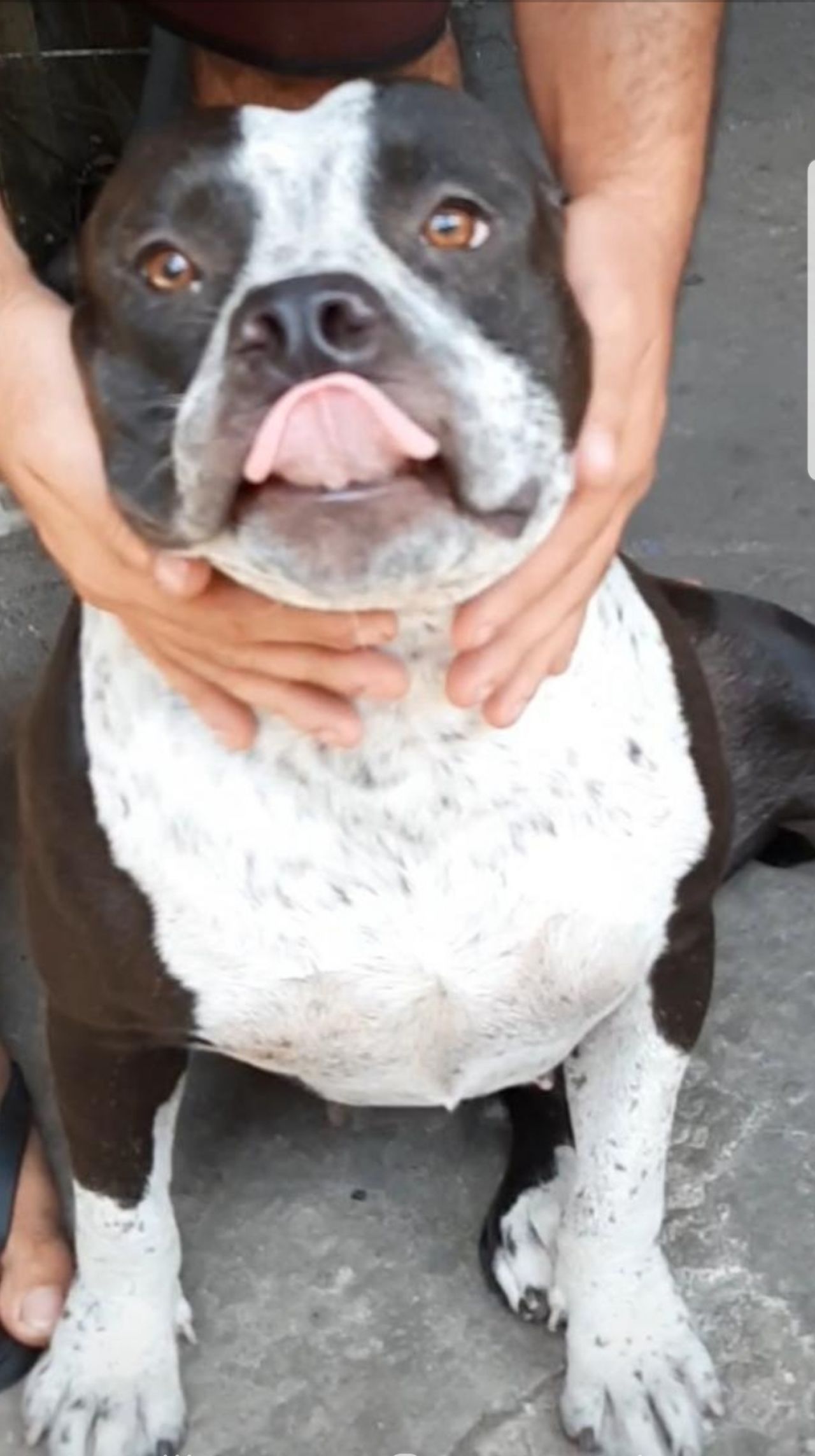 Photo of the dog