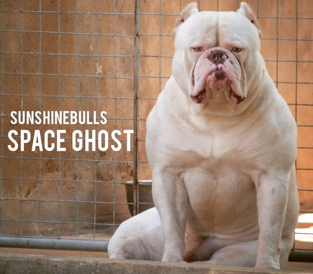 Photo of the dog