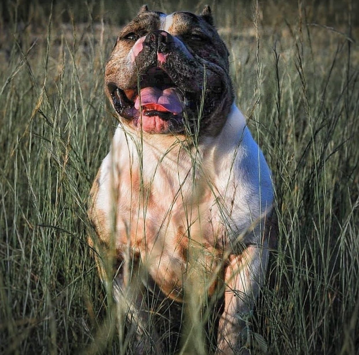 Photo of the dog
