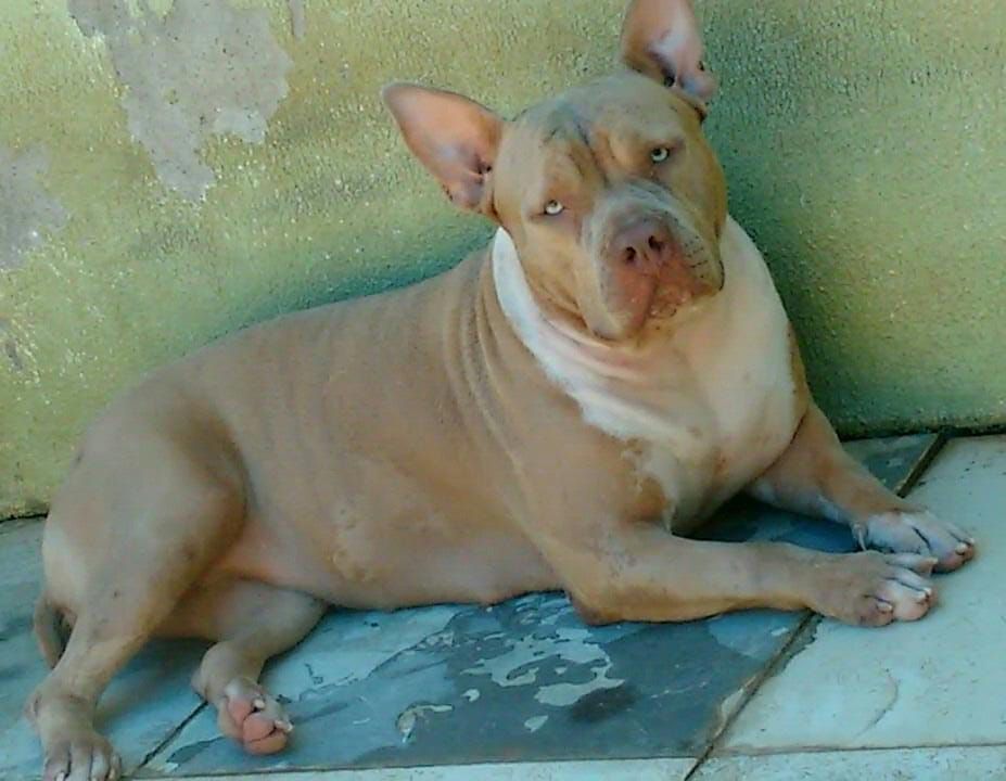 Photo of the dog