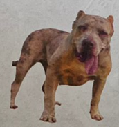 Photo of the dog