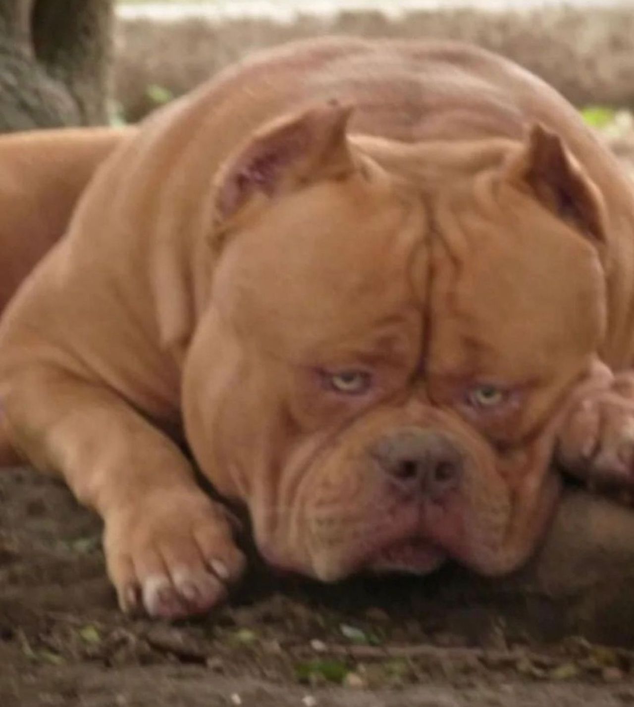 Photo of the dog