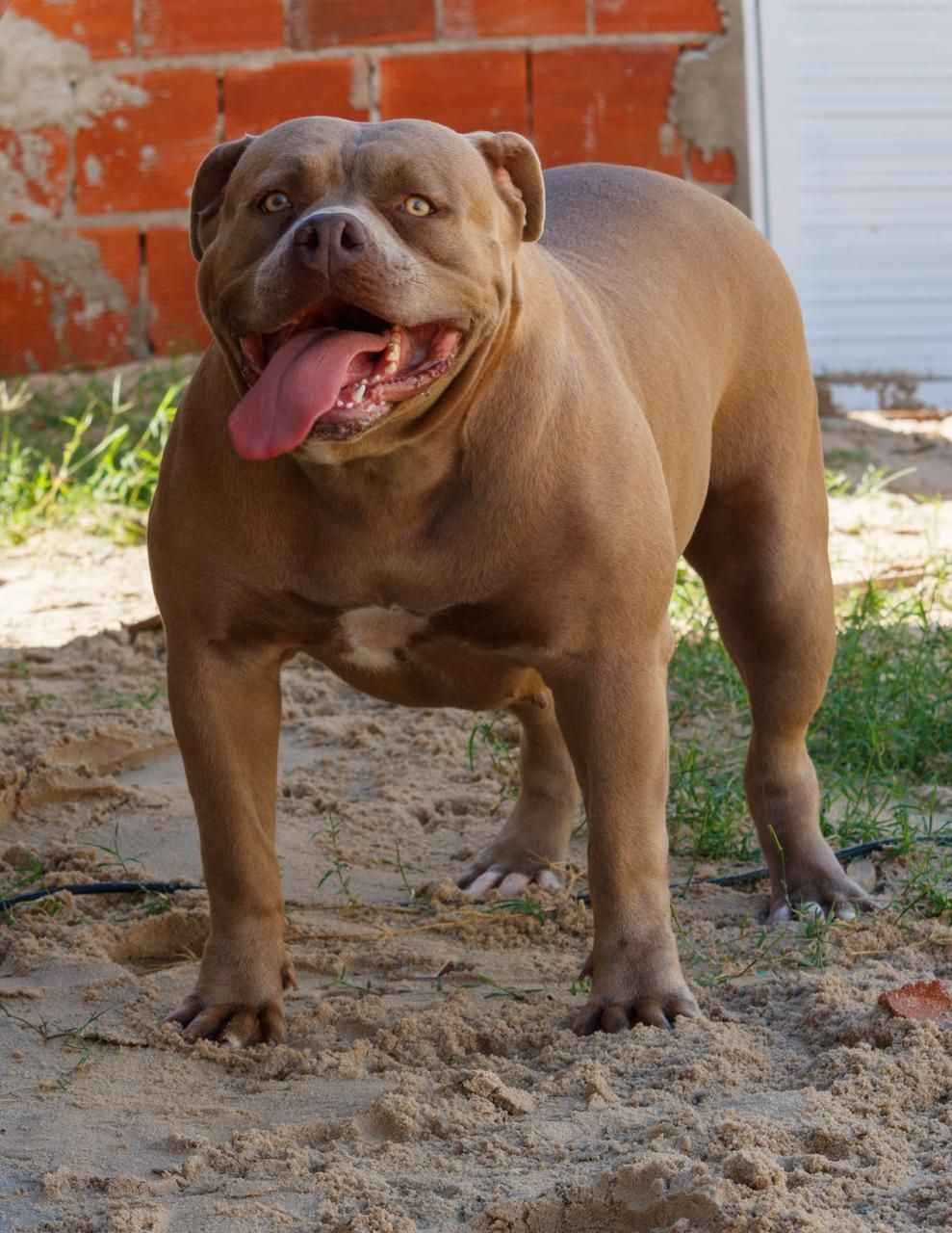 Photo of the dog