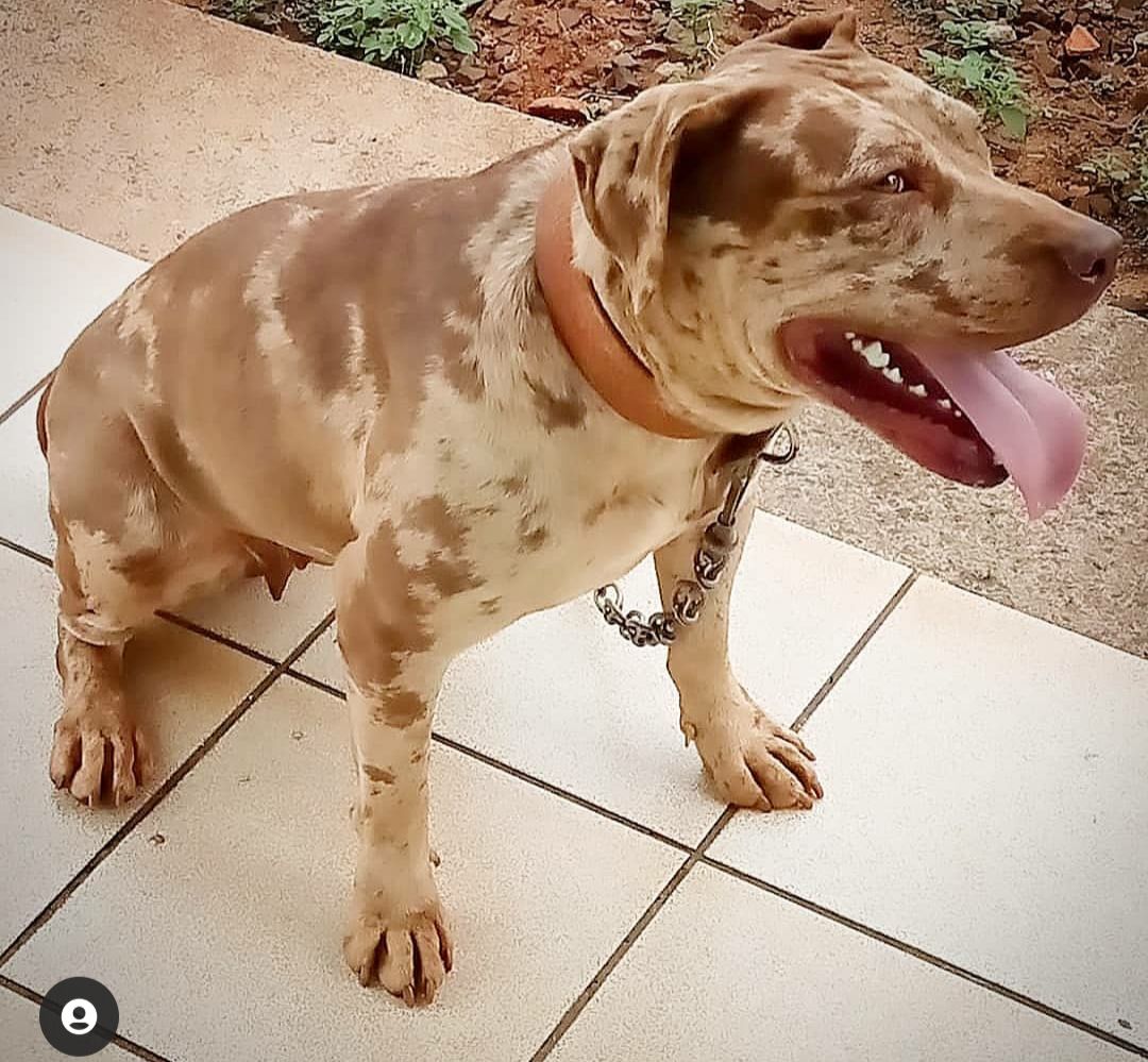 Photo of the dog