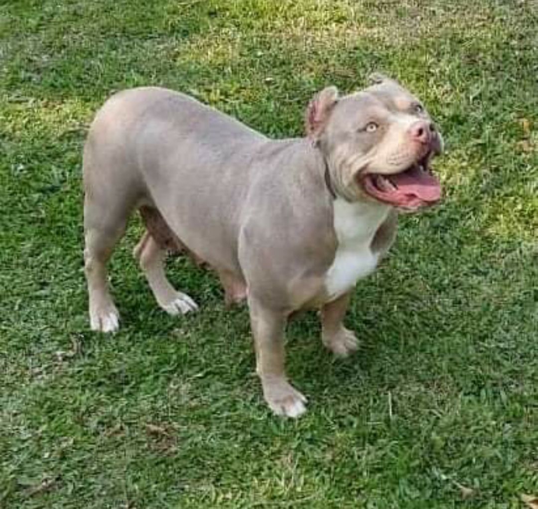 Photo of the dog
