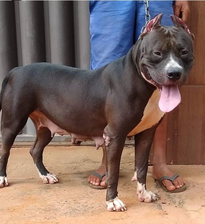 Photo of the dog