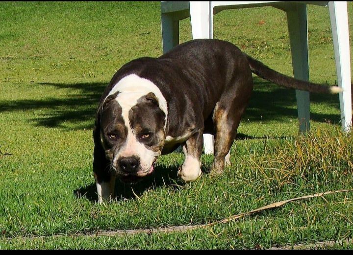 Photo of the dog