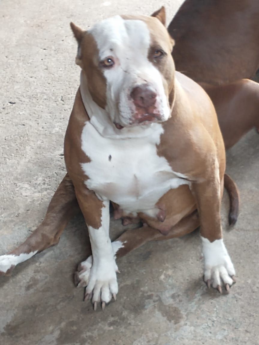 Photo of the dog