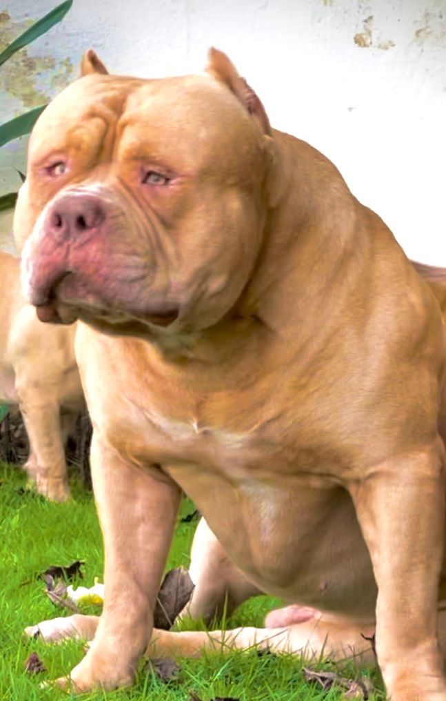 Photo of the dog