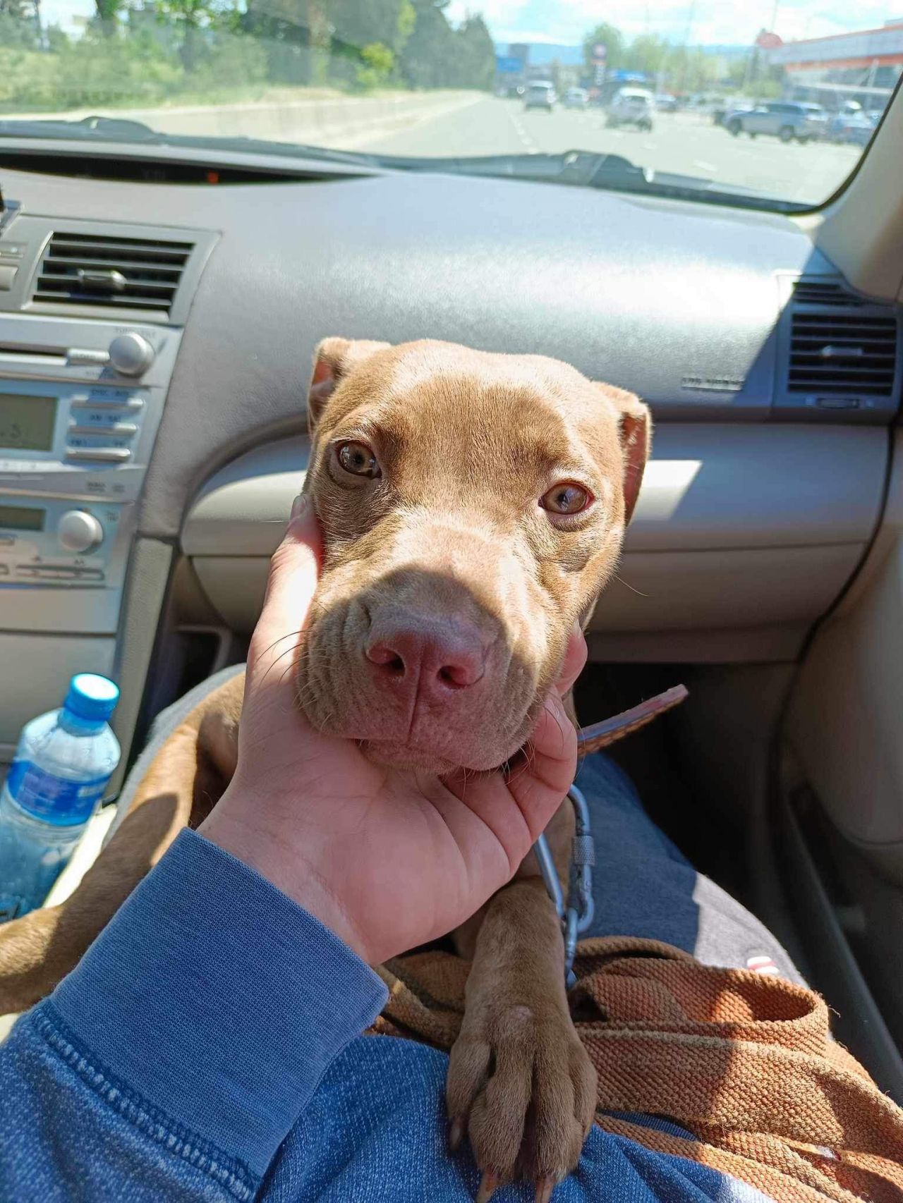 Photo of the dog