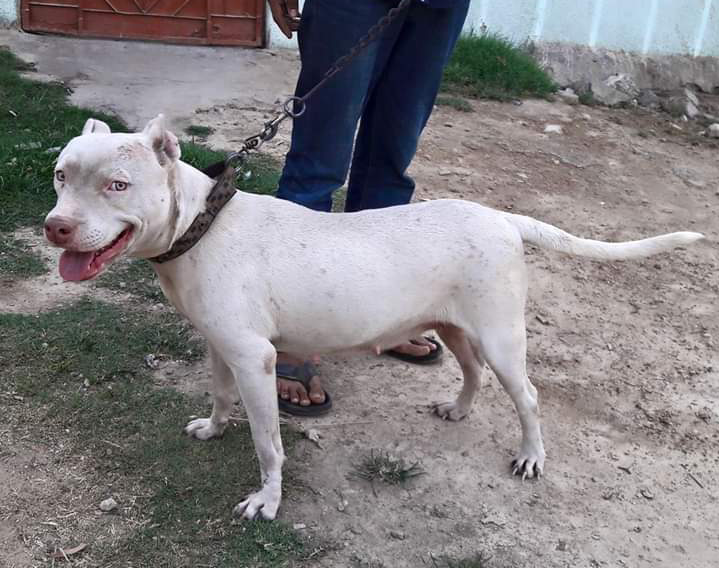 Photo of the dog