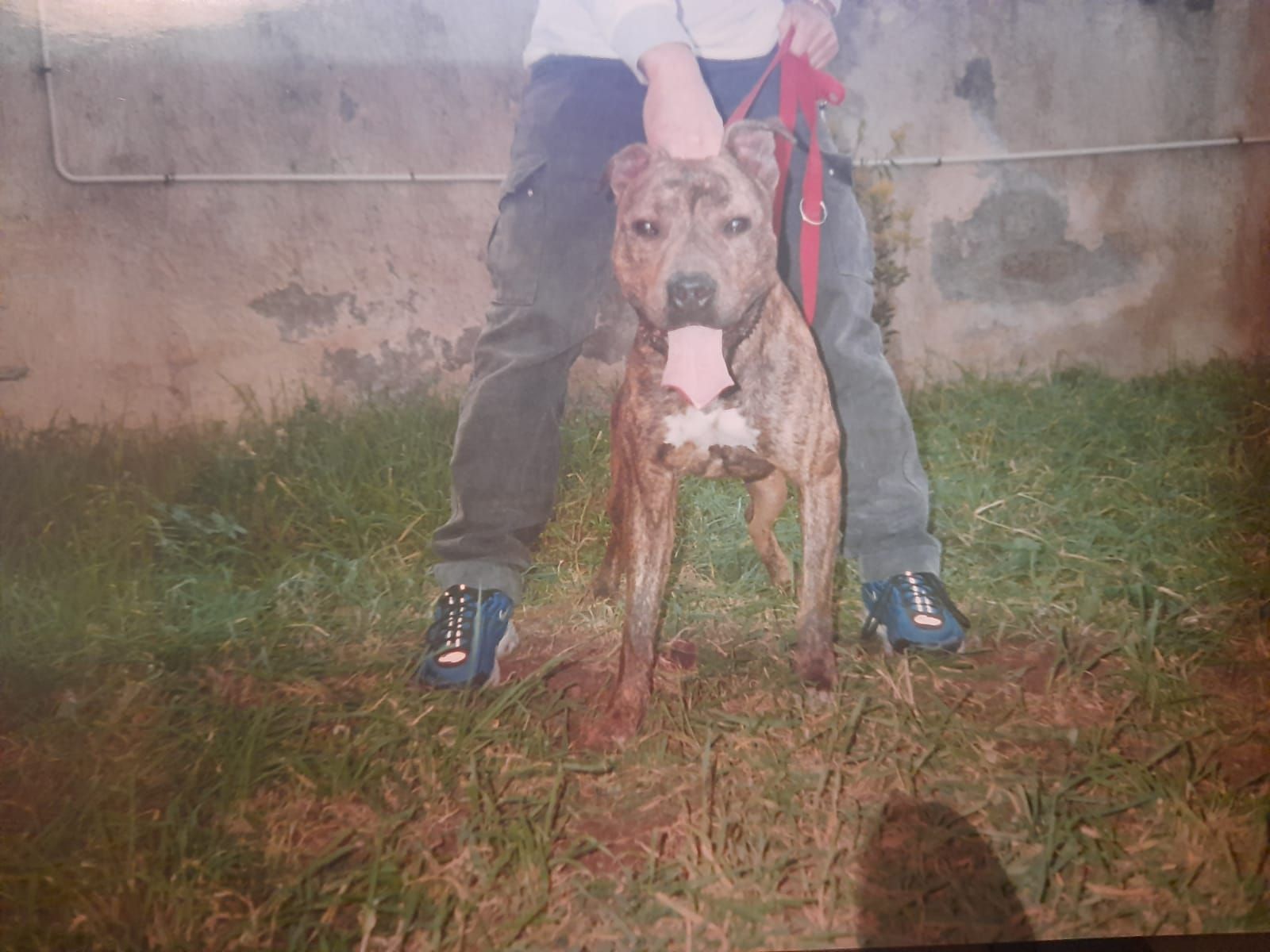 Photo of the dog