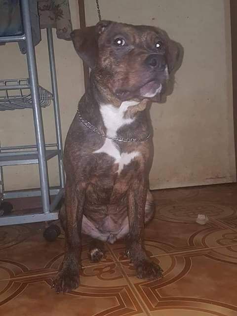 Photo of the dog