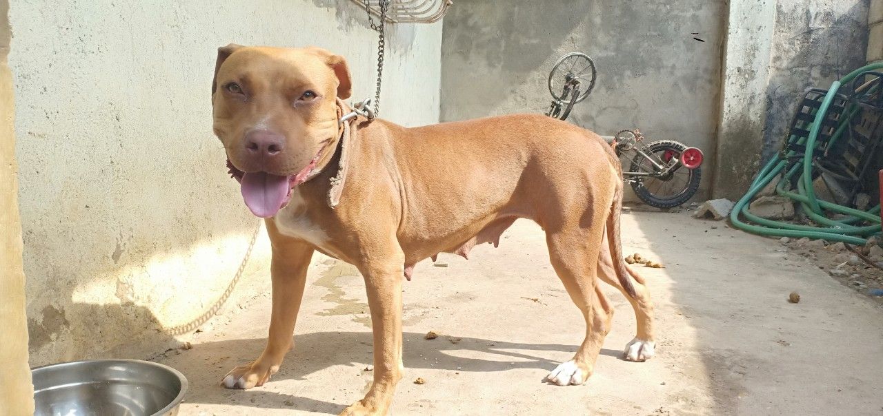 Photo of the dog