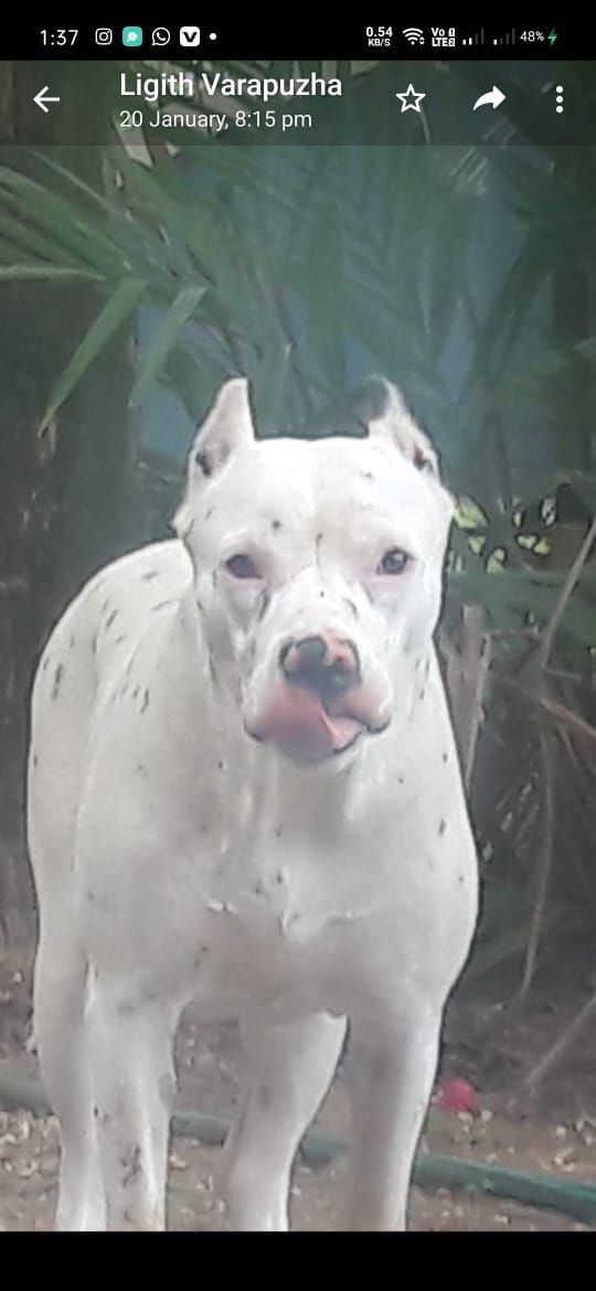 Photo of the dog