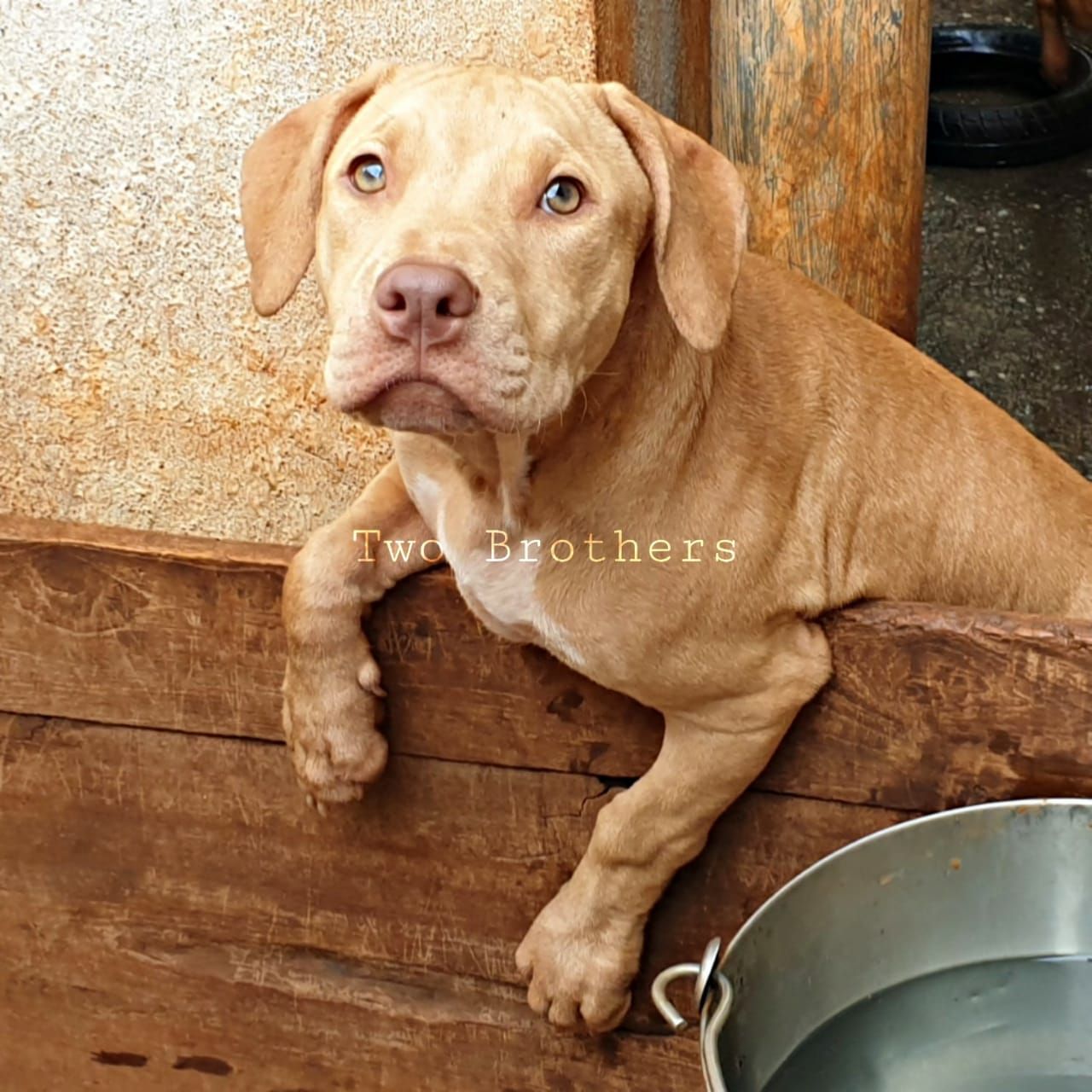 Photo of the dog