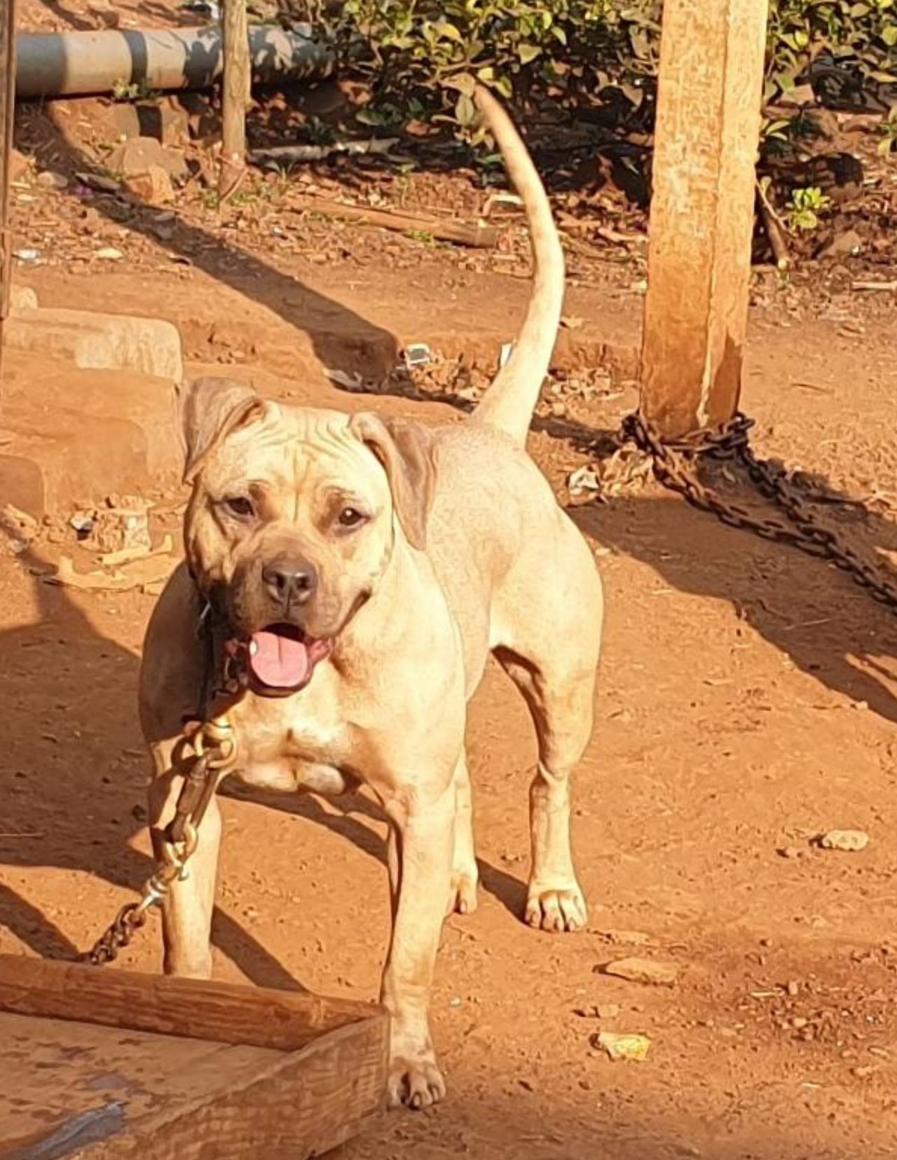 Photo of the dog