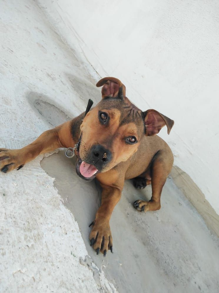 Photo of the dog