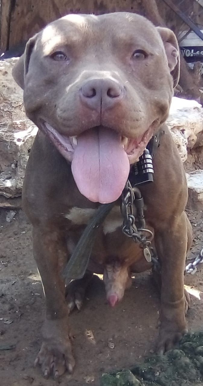 Photo of the dog