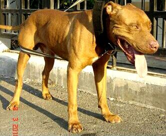 Photo of the dog
