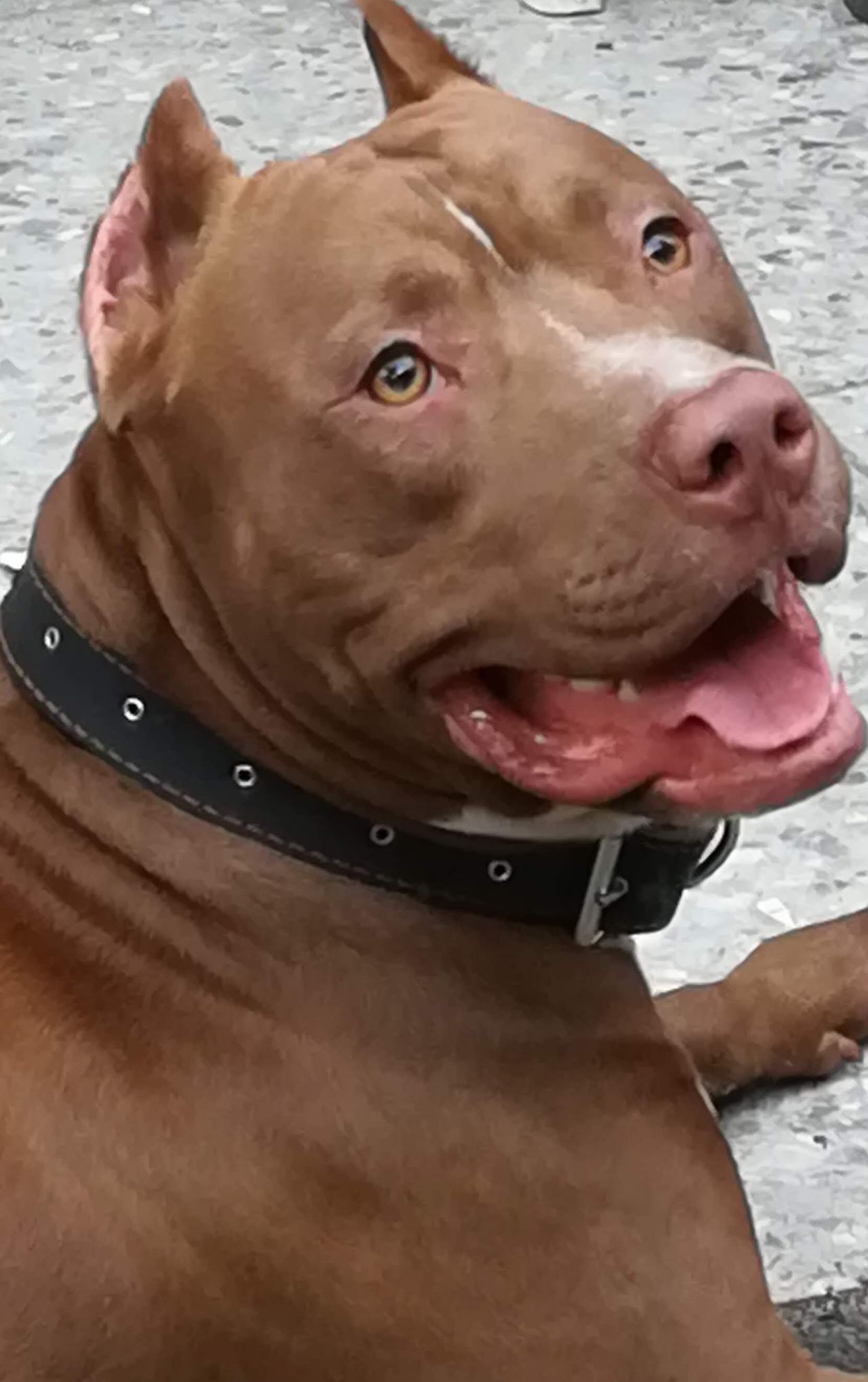 Photo of the dog