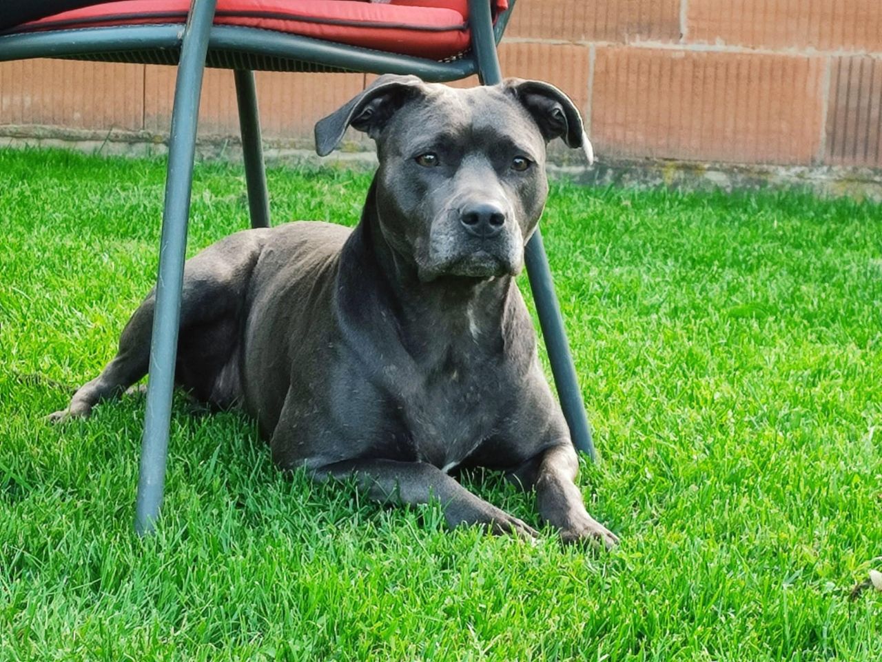 Photo of the dog