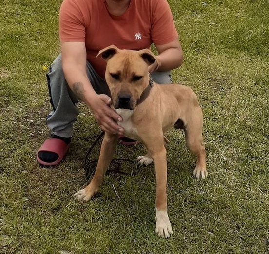 Photo of the dog