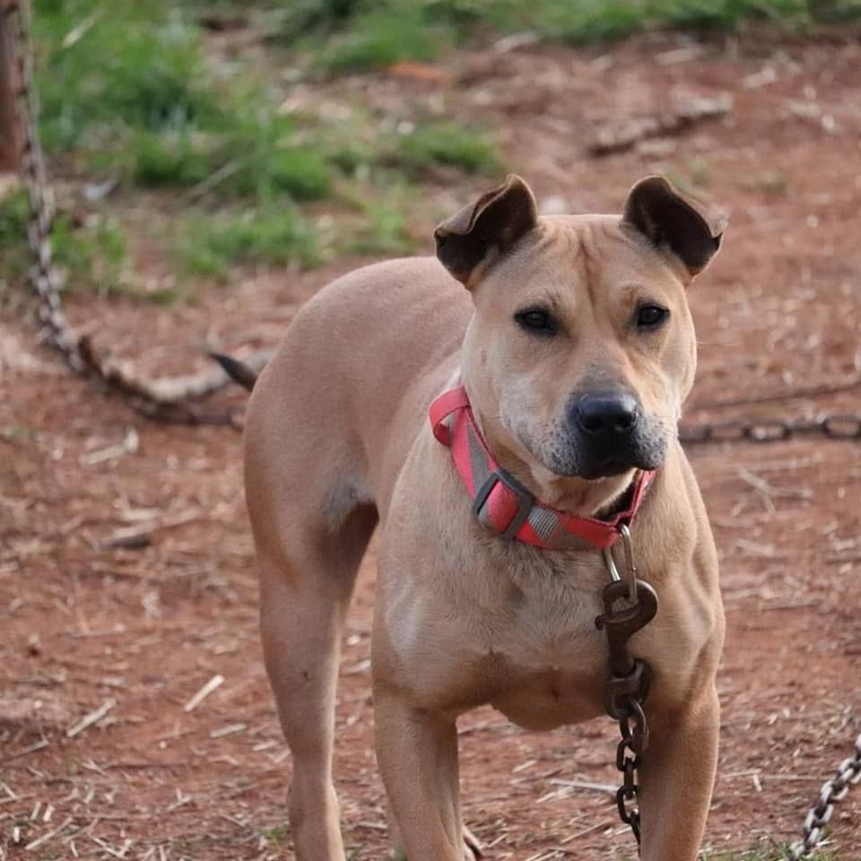 Photo of the dog