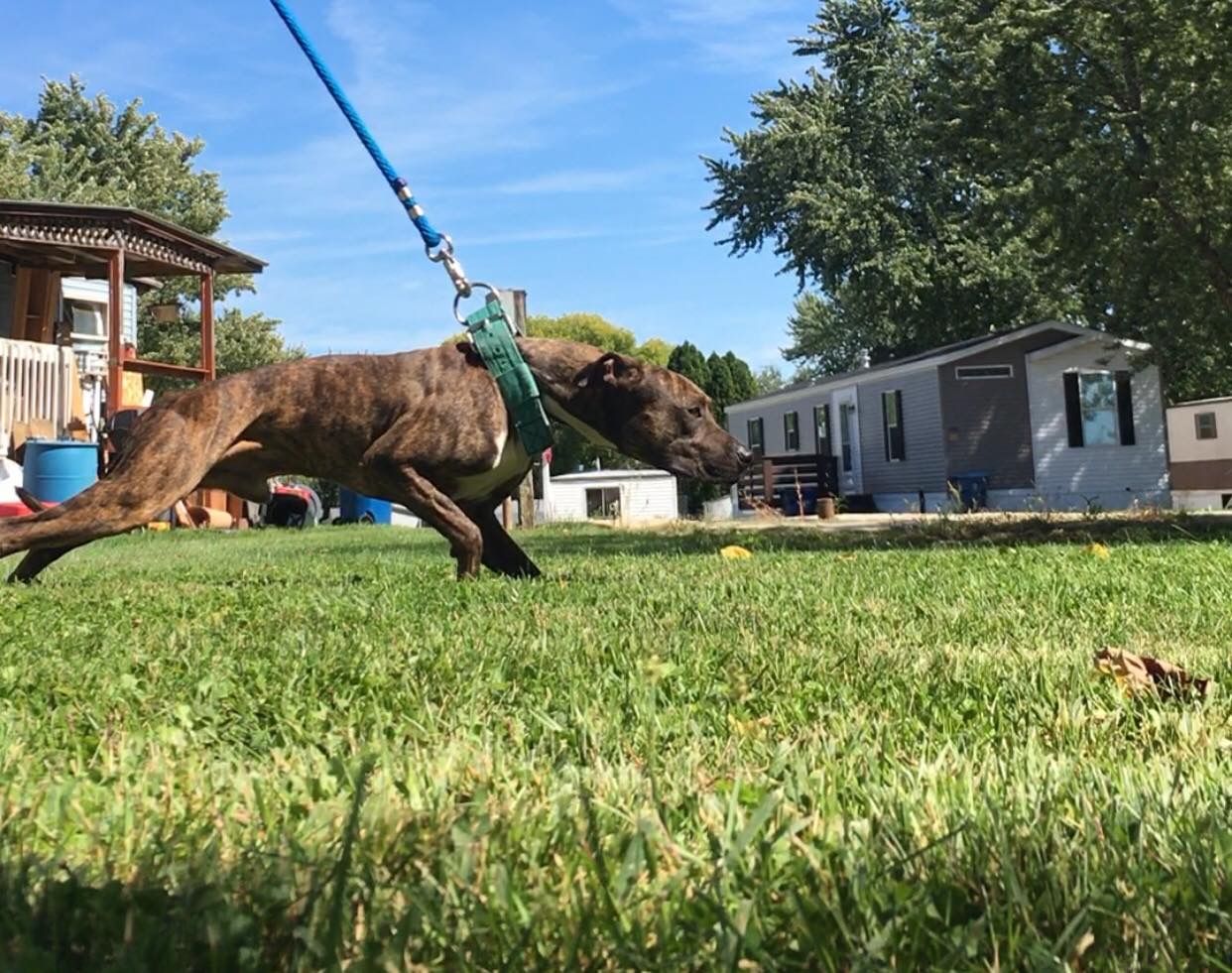 Photo of the dog