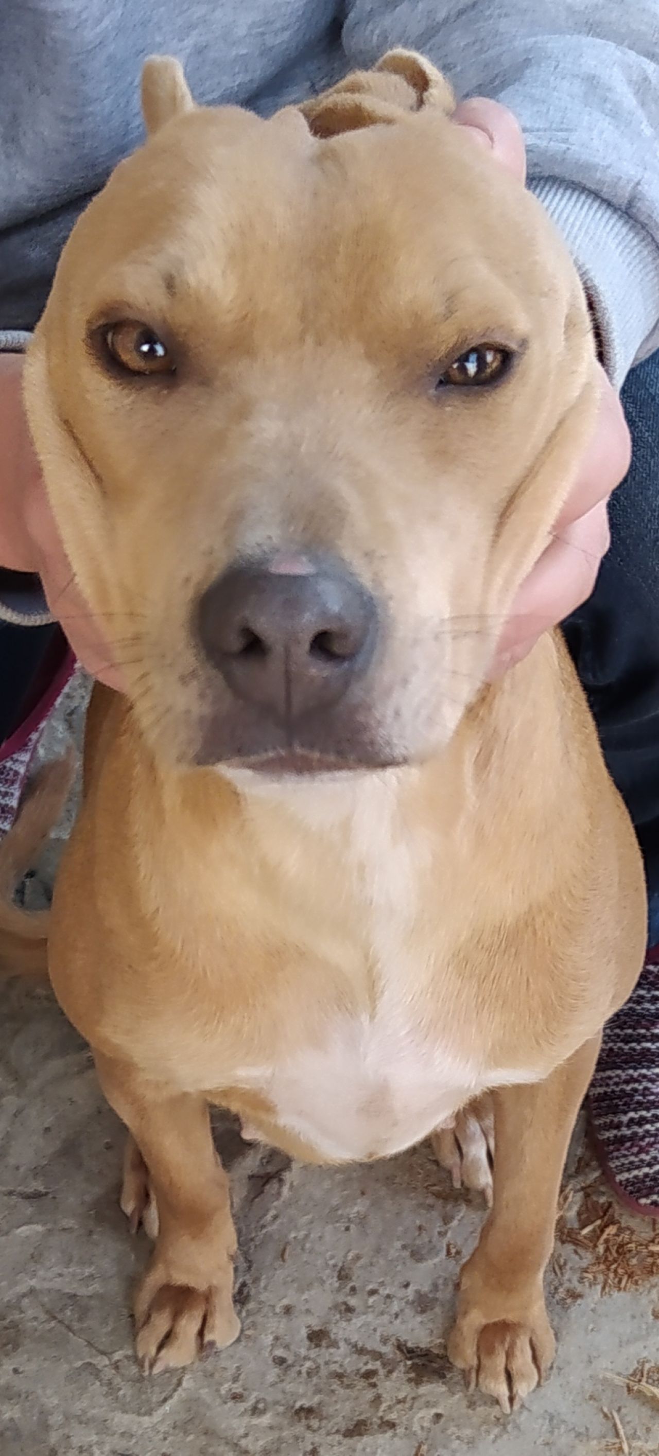 Photo of the dog