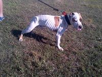 Photo of the dog