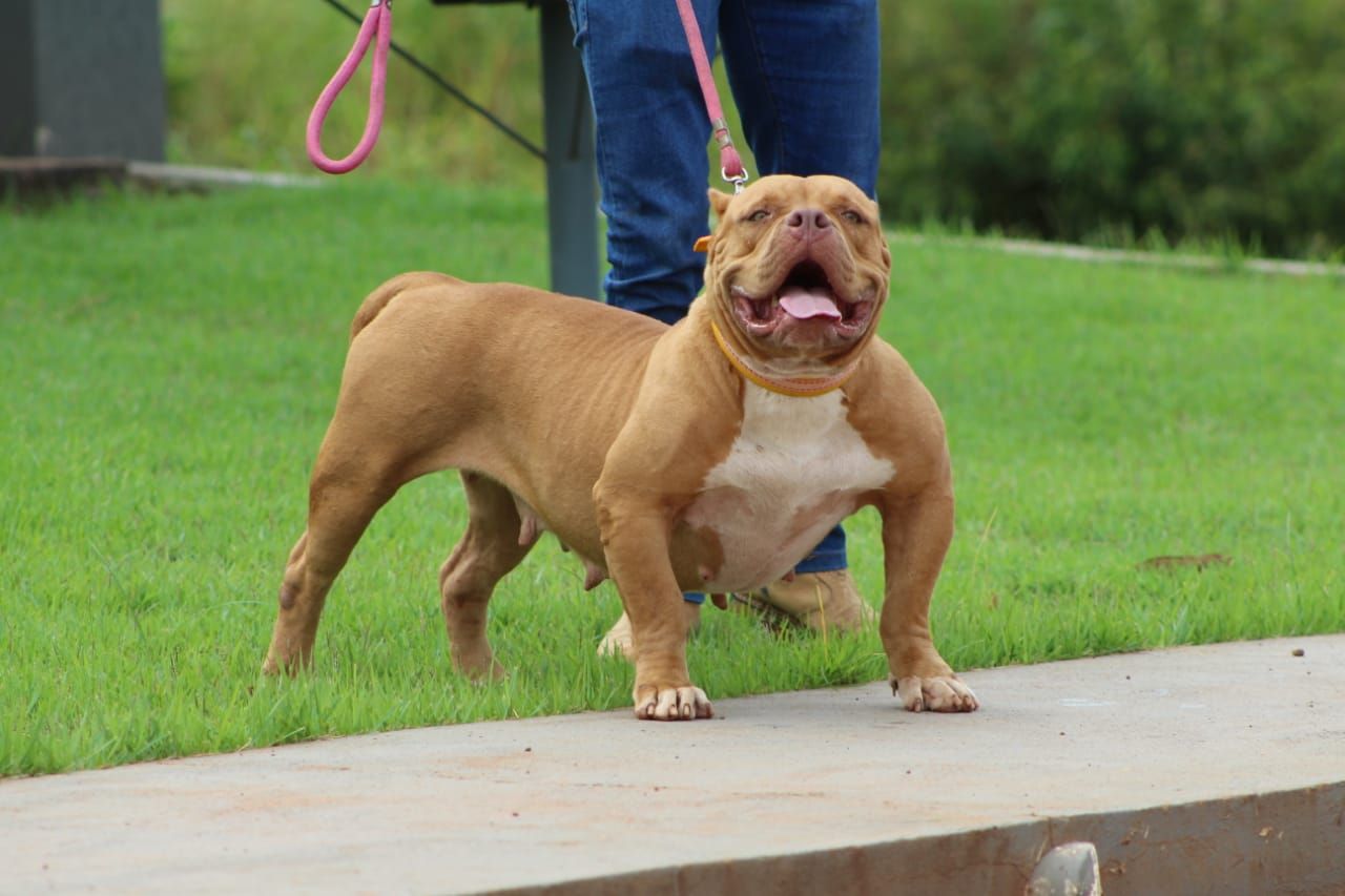 Photo of the dog