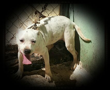 Photo of the dog