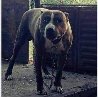 Photo of the dog