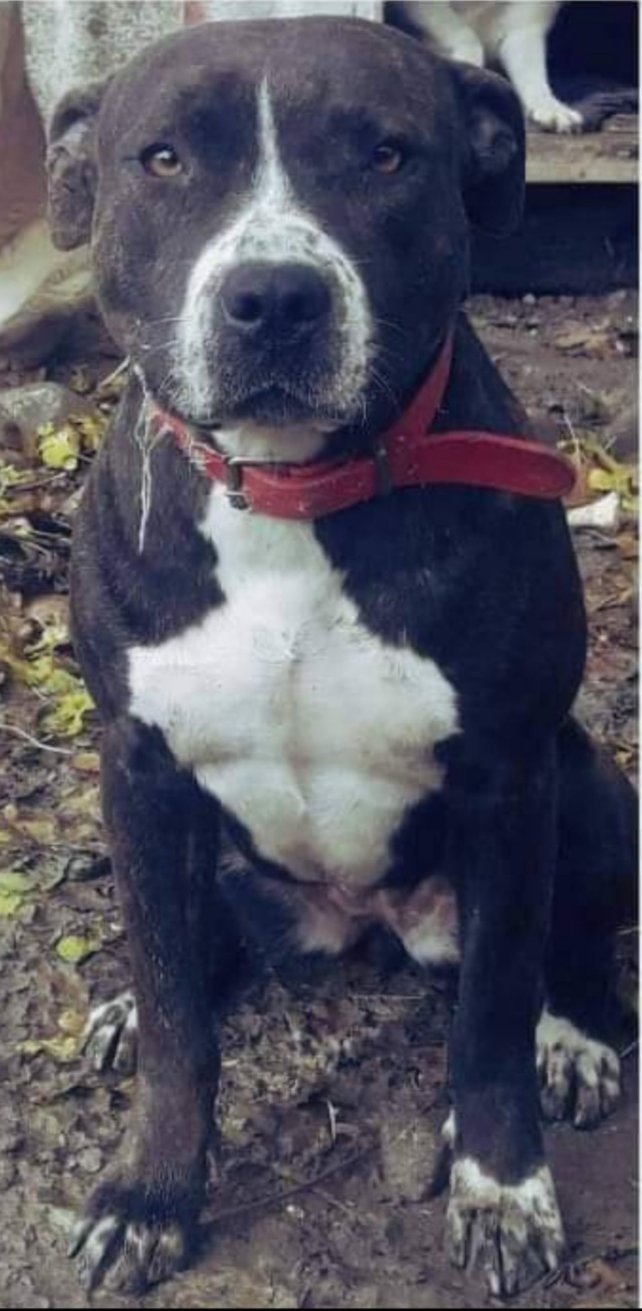 Photo of the dog