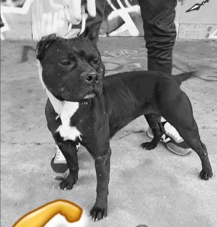 Photo of the dog