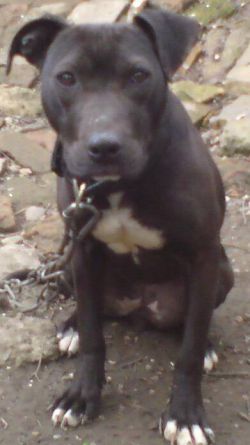 Photo of the dog