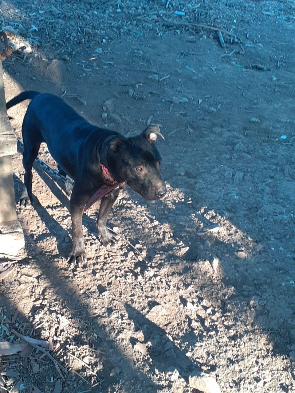 Photo of the dog