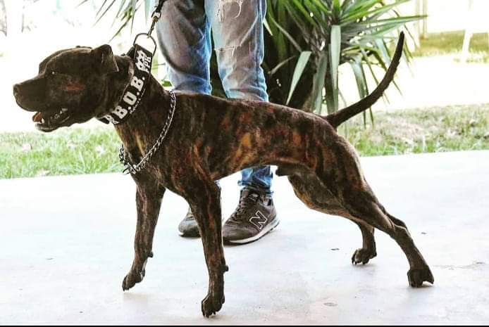 Photo of the dog
