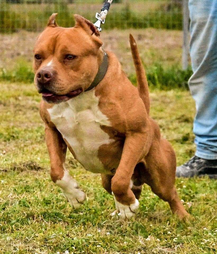Photo of the dog