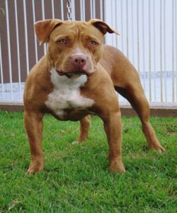 Photo of the dog