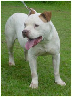 Photo of the dog