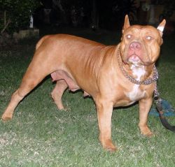 Photo of the dog