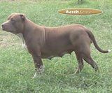 Photo of the dog