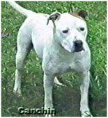 Photo of the dog