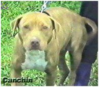 Photo of the dog
