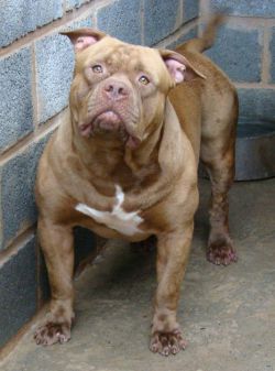 Photo of the dog