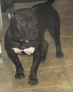 Photo of the dog